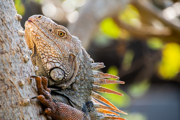 Close-up of an Iguana  in the forest