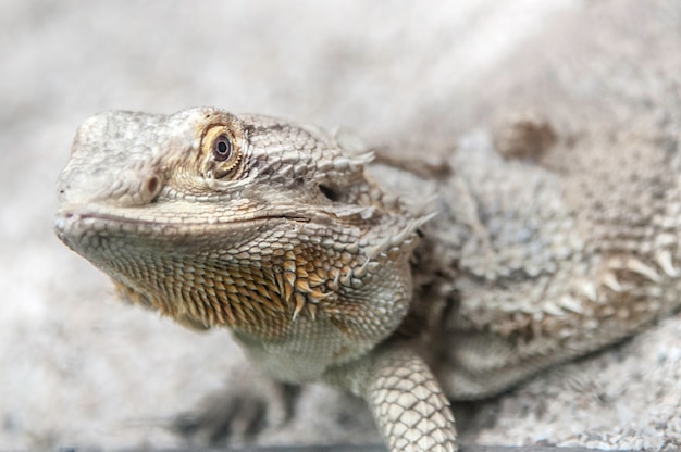 Close up of a Iguana harmless reptile selective focus 