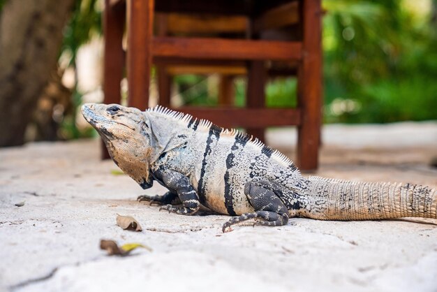 Close up of iguana lizard in Xcaret ecotourism park. Alert camouflaged iguana lizard on footpath at garden or forest