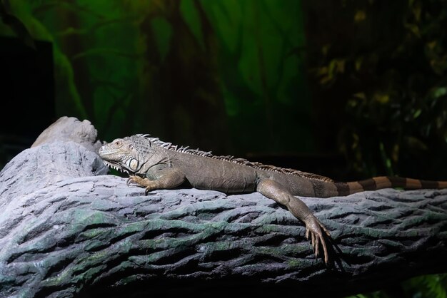 Close up of an iguana resting on a tree branch in a zoo High quality photo