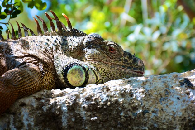 close-up of iguana on rock