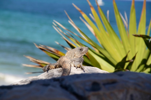 Foto prossimo piano di un'iguana su una roccia