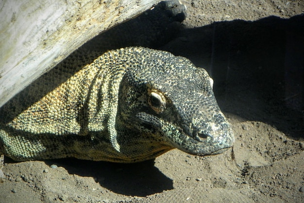 Photo close-up of iguana on sand