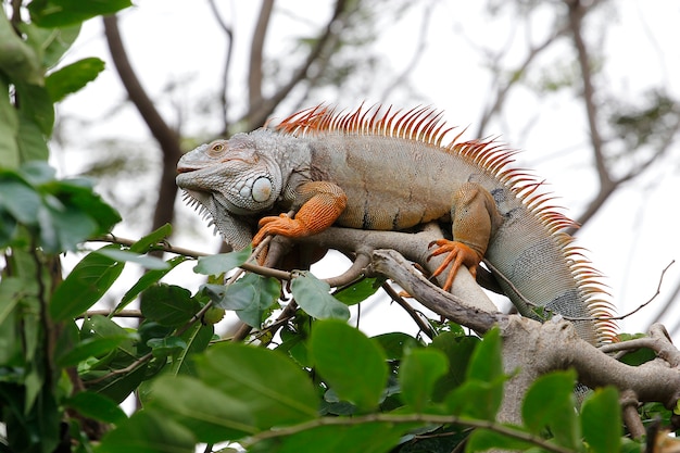 Chiuda sull'iguana sull'albero in natura alla tailandia