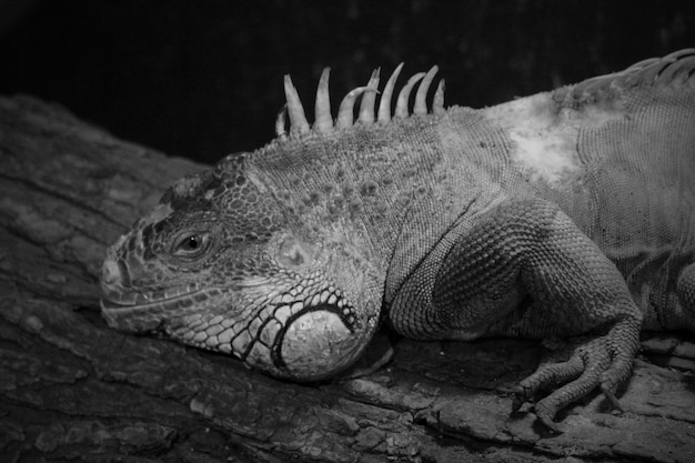 動物園の木の上にあるイグアナのクローズアップ