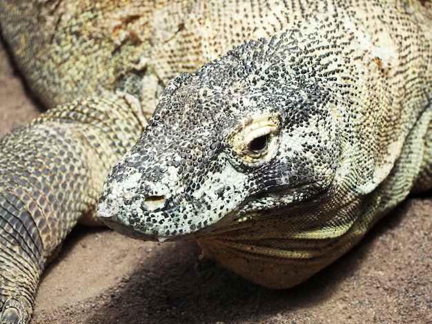 Foto prossimo piano dell'iguana