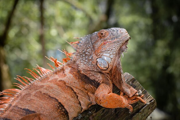 Foto prossimo piano dell'iguana