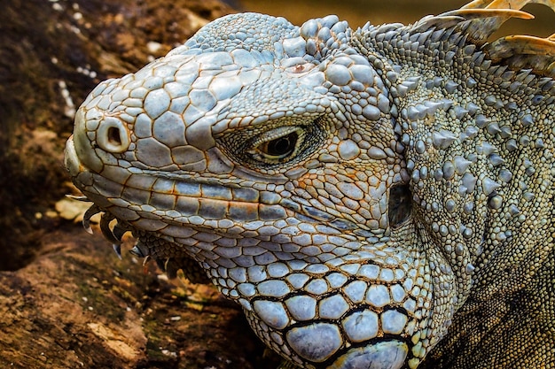 close-up of iguana