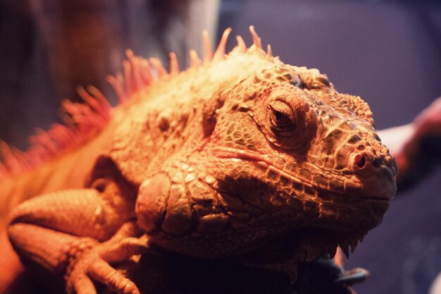 Close-up of a iguana