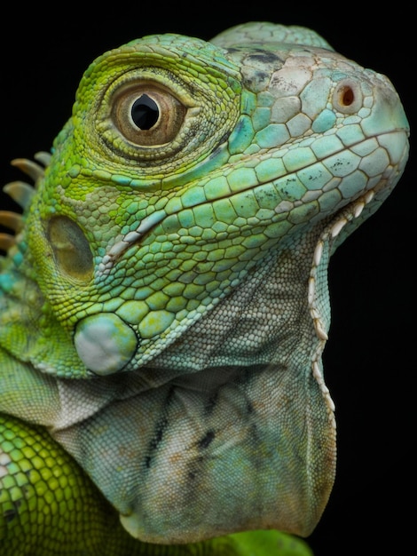 Foto prossimo piano dell'iguana