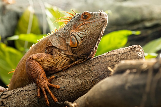 Close-up of iguana