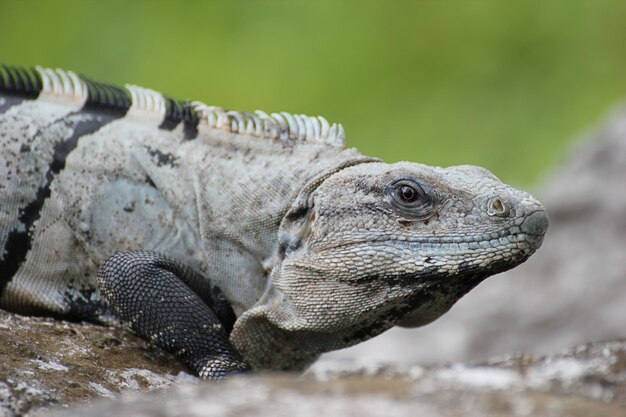 Foto prossimo piano dell'iguana