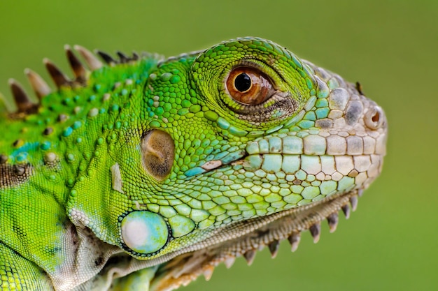 Foto prossimo piano dell'iguana