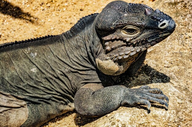 Close-up of iguana