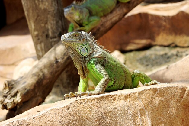 Foto prossimo piano dell'iguana