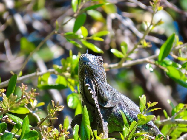 Photo close-up of a iguana