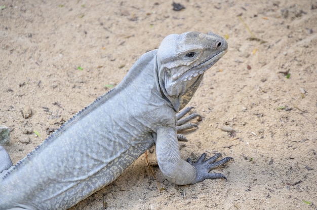 A close-up of an iguana