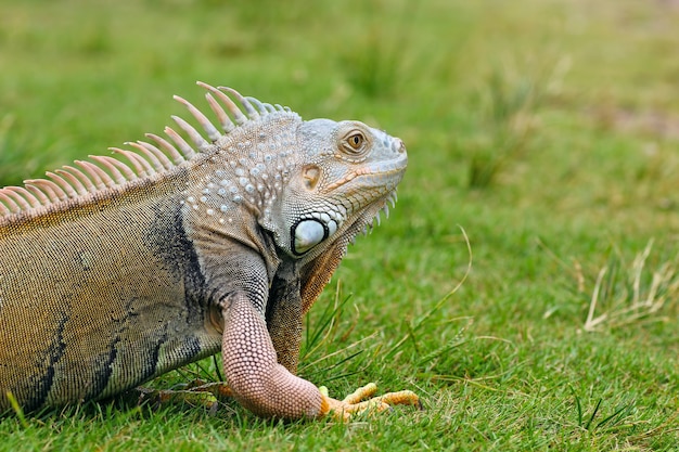 Close-up of iguanas on grass