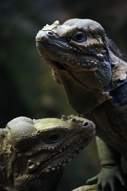 close-up of iguanas