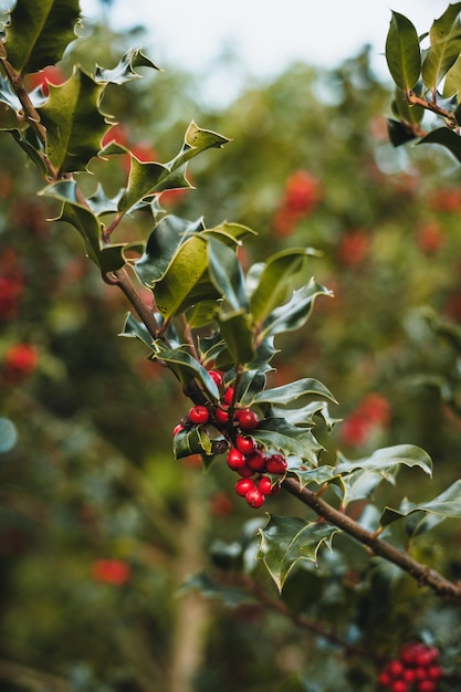 Close up Ilex or holly plant with copy space