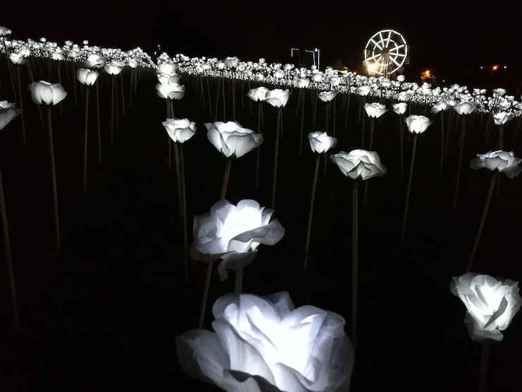 Photo close-up of illuminated artificial flowers at night