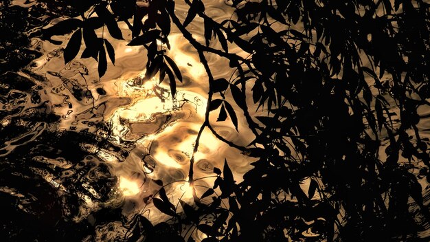 Photo close-up of illuminated leaves