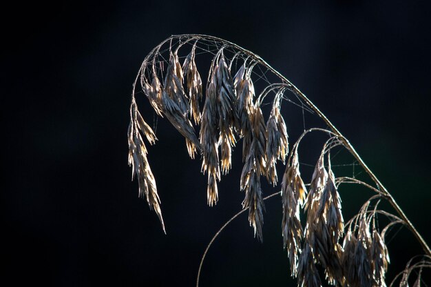 Photo close-up of illuminated plant against black background