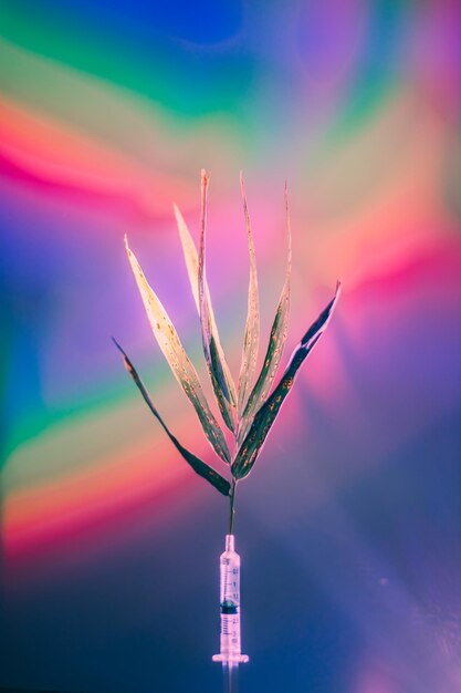 Close-up of illuminated plant against sky at sunset