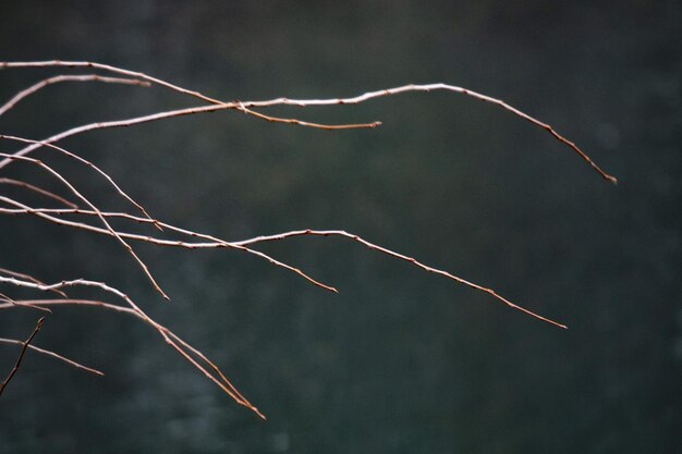 Photo close-up of illuminated plant