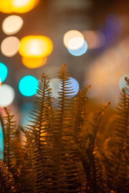 Close-up of illuminated plants against sky at sunset