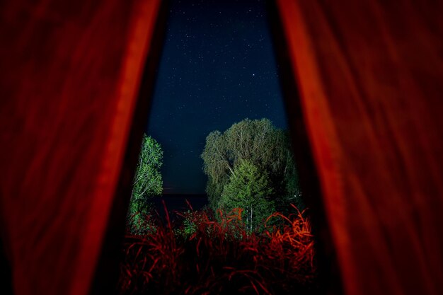 Foto close-up di un albero illuminato contro il cielo notturno