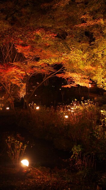 Close-up of illuminated tree against sky at night