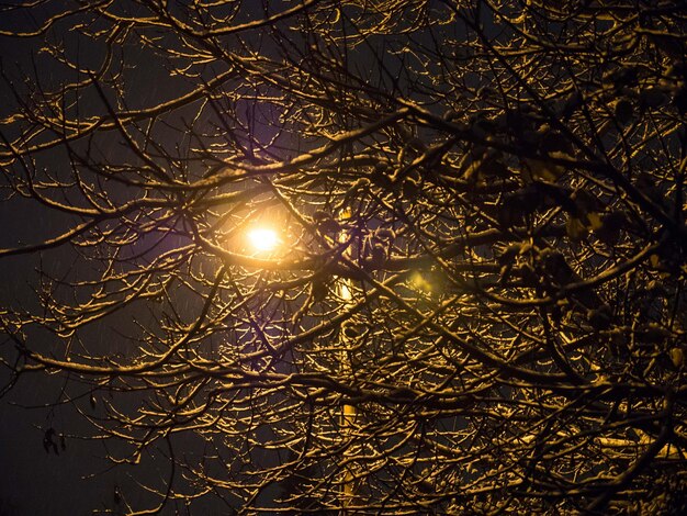 Foto close-up di un albero illuminato contro il cielo