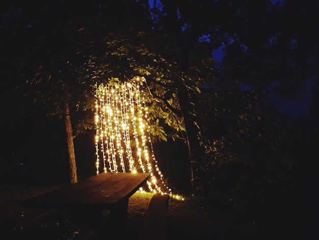 Photo close-up of illuminated tree at night