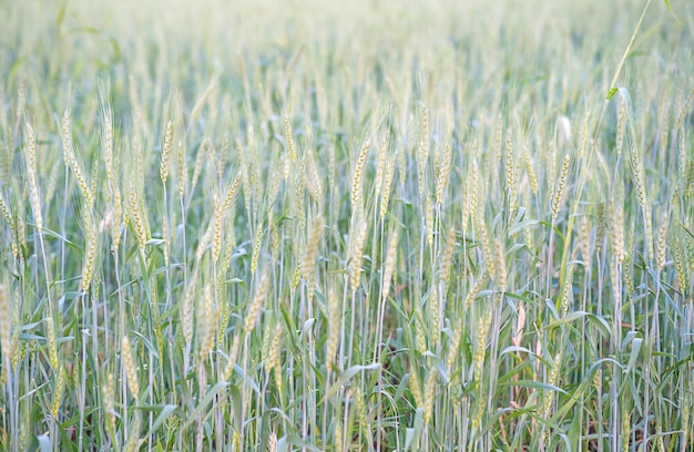 Close up image of barley corns growing in a field