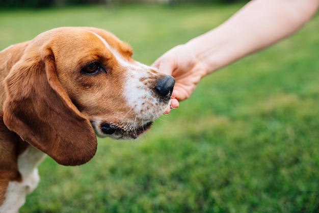 ビーグル犬のクローズアップイメージ。