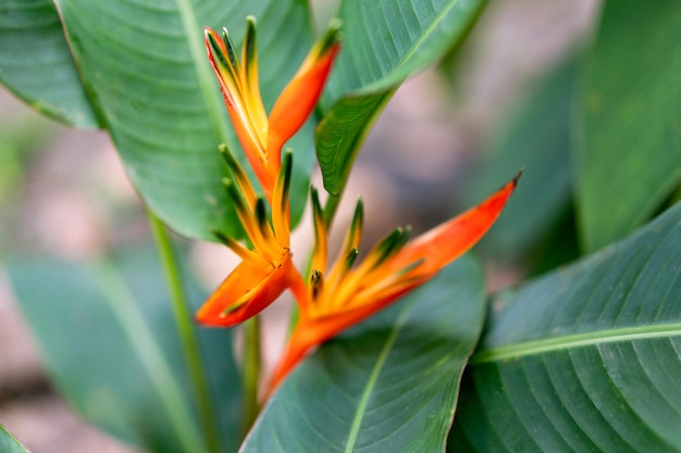 Immagine ravvicinata di fiori tropicali esotici.