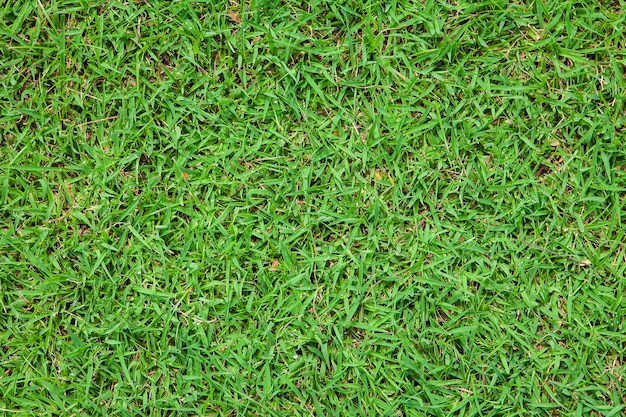 Close-up image of fresh spring green grass 