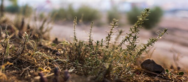 Close up image of grass flower on the mountain.