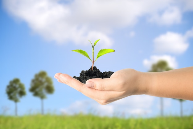 Close up image of human hands holding sprout with blue sky background