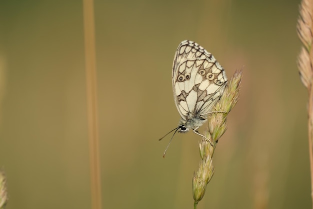 Close up image of a marbled white butterfly