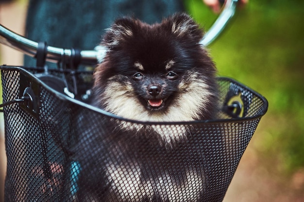 타고 있는 자전거 바구니에 귀여운 스피츠 강아지의 클로즈업 이미지.
