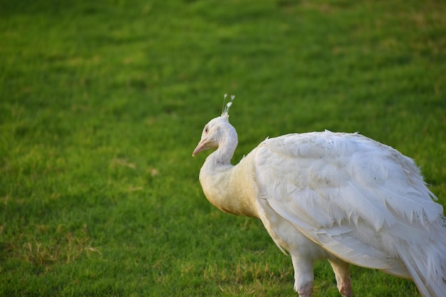 写真 美しい孔雀のクローズ アップ画像 美しい孔雀の鳥