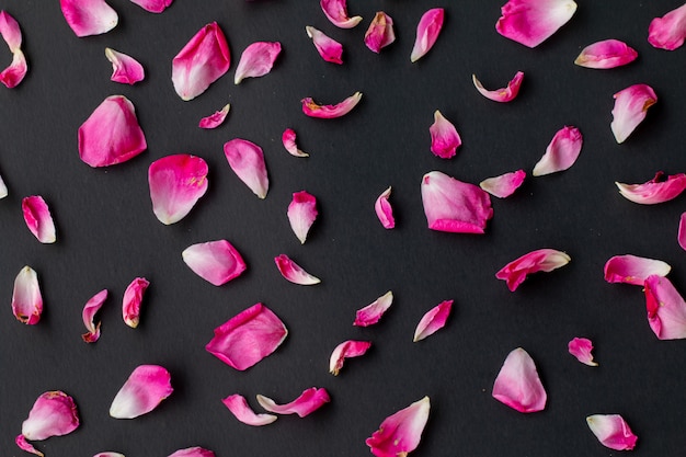 Фото Крупным планом изображение розовых роз на черном фоне