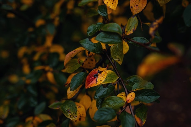 Close up image of orange autumn leaves at soft light