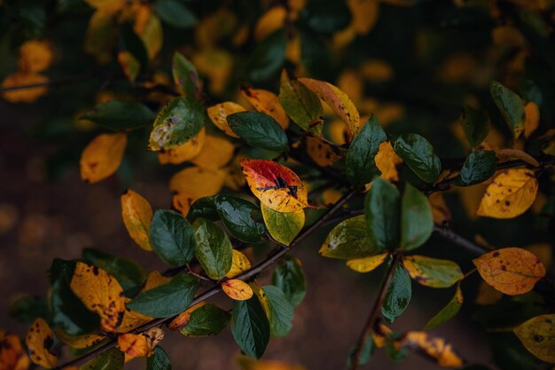 Close up image of orange autumn leaves at soft light