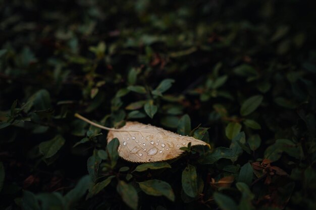 Close up image of orange autumn leaves at soft light