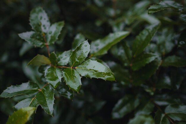 Close up image of orange autumn leaves at soft light