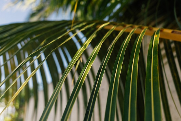 Photo close up image of palm tree leaves