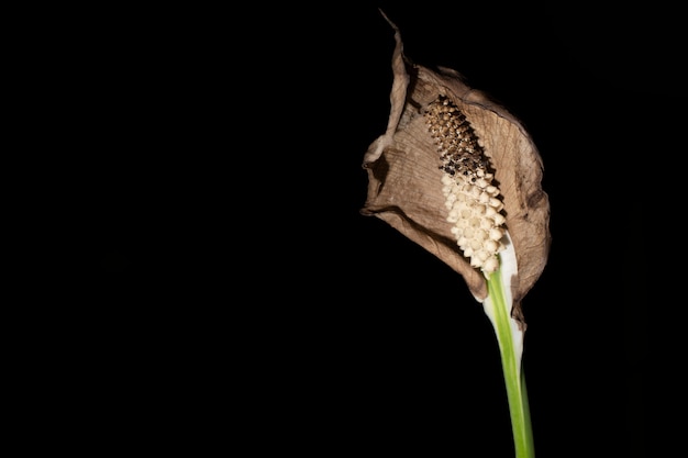 Close-up image, Peace lily withering and dry with black background.